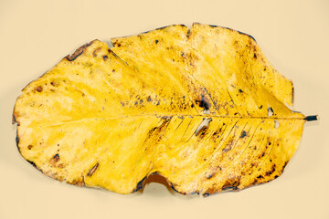 Flat Lay Dead Dry leaf isolated on beige color background autumn leaves