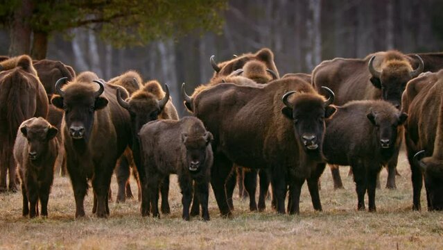 European bison (Bison bonasus) in the Bialowieza National Park, Poland