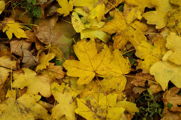 Yellow leaves in autumn forest, closeup