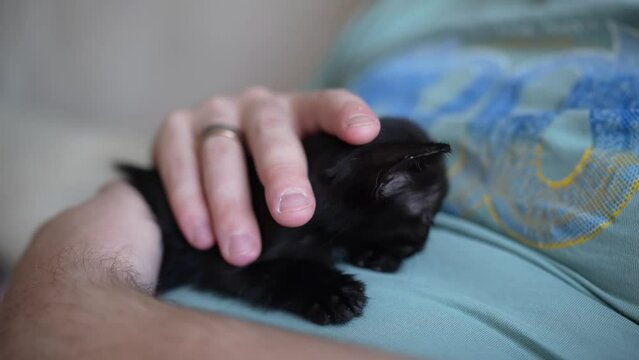 Cute black kitten portrait sleeping on the owner's belly. Little pet pure love concept. Pussy cat innocent baby animal domestic pet. Care adoption animal shelter.