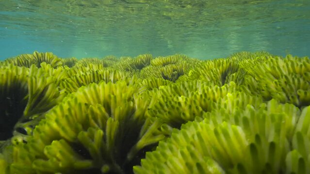 Underwater ripples of seaweed in shallow water in the Atlantic ocean (Codium tomentosum algae), natural scene, Spain, Galicia, Rias Baixas