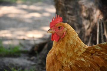 chicken on the farm