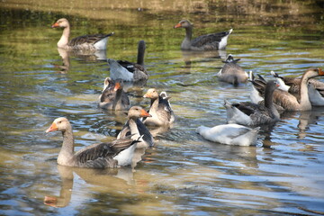 country goose and ducks © Dario