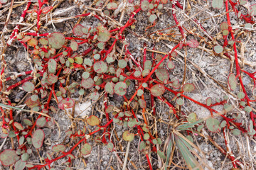 Red vine on ground