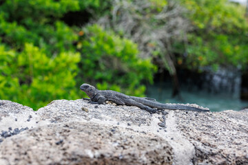 Iguana resting on rocks in Galapagos