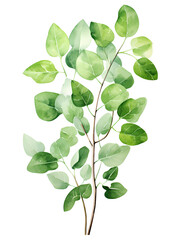 Obraz premium Botanical Watercolor Print - Greenery & Eucalyptus Plant Art