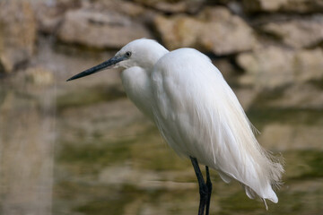 Fototapeta premium White bird egret in water 