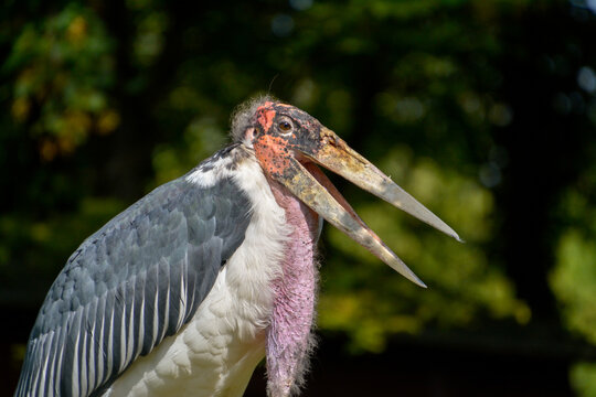 Ungly big bird marabou portrait

