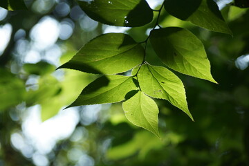 green leaves 