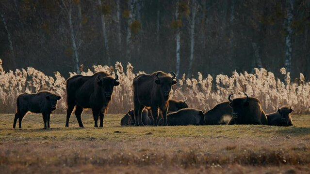 European bison (Bison bonasus) in the Bialowieza National Park, Poland