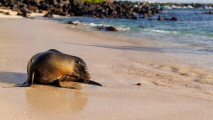 Sealion on sandy shore, Galapagos