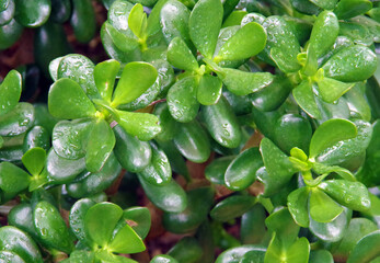Leaves of a jade succulent plant