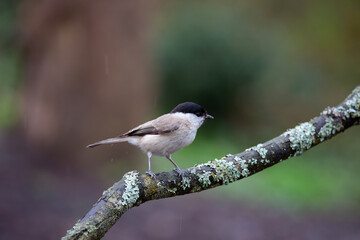 Obraz premium very tiny delicate bird on a single branch, Marsh Tit, Poecile palustris