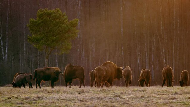 European bison (Bison bonasus) in the Bialowieza National Park, Poland