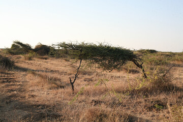 The Magnificent Landscapes of Bada, Kutch