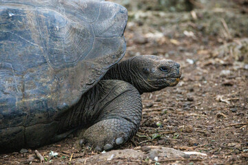 Obraz premium Galapagos Tortise