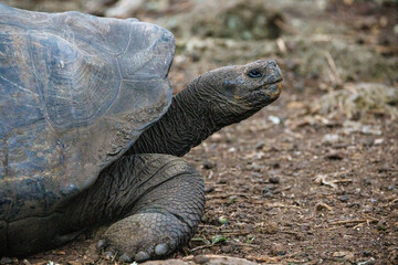 Tortise with head raised, Galapagos