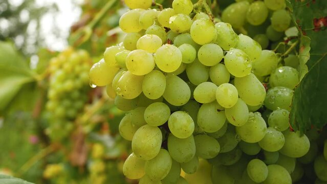 A bunch of large ripe white prosecco grapes with raindrops in the vineyard. Cultivation and harvesting of grapes. Sweet dessert. Raw materials for the production of wine and grape juice