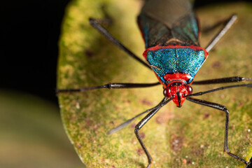 Insects, beautiful and colorful insects on a leaf in the garden in a city in Brazil, selective focus.