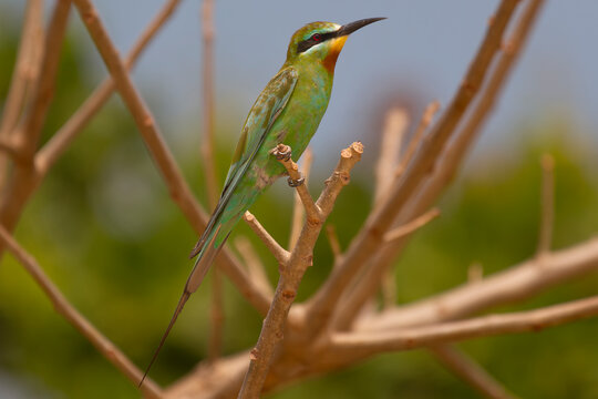 Colorful blue-cheeked bee-eater - Merops persicus - perched. Picture from Bissago Islands in Guinea Bissau.	