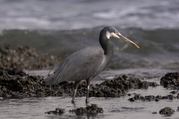 Western reef heron - Egretta gularis - walking on shore in water. Picture from Bissago Islands, Guinea Bissau.	
