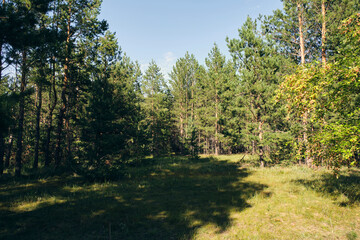 Fototapeta na wymiar Clearing middle of pine forest on bright sunny day.