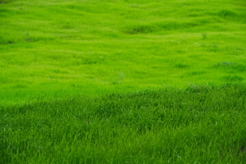 Green meadow with bright, juicy and green grass.
