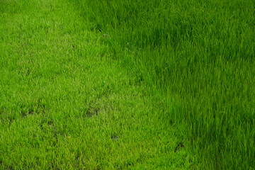 Mowed lawn.Green meadow with bright, juicy and green grass.