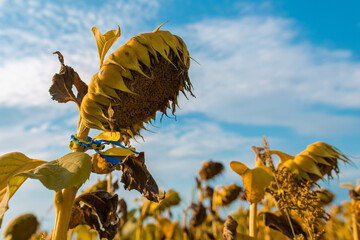 A shrunken sunflower against the blue sky with a ribbon in the national colors of Ukraine. Memorial day concept