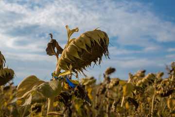 A shrunken sunflower against the blue sky with a ribbon in the national colors of Ukraine. Memorial day concept