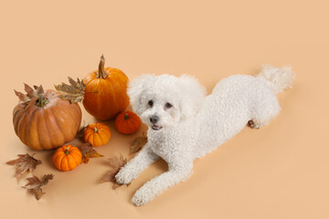 Cute little dog with autumn leaves and pumpkins lying on orange background. Thanksgiving day celebration