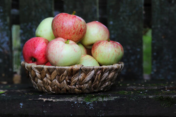 ripe apples in a wicker basket on a mossy wooden bench