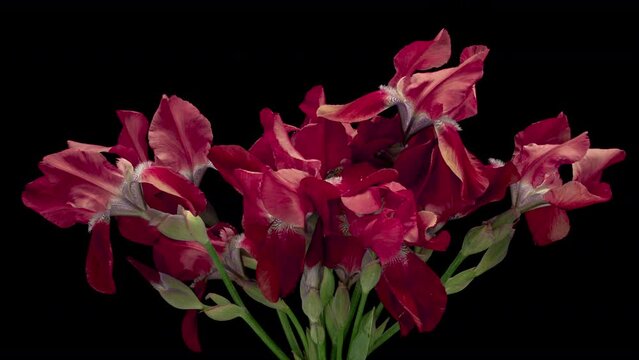 Time lapse of growing dark red iris flower from bud to full blossom. Spring flower iris blooming isolated on black background, 4k video studio shot.