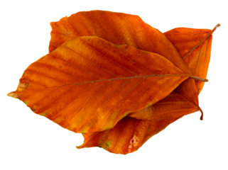 Autumn Leaf Isolated, Colored Autumn Tree Leave