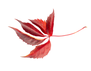 Autumn Leaf Isolated, Colored Autumn Tree Leave