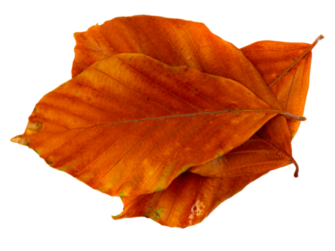 Autumn Leaf Isolated, Colored Autumn Tree Leave