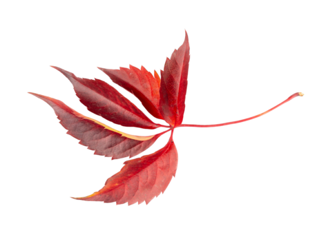 Autumn Leaf Isolated, Colored Autumn Tree Leave