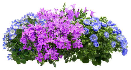 Campanula. Cut out blue and pink flowers. Flowerbed isolated on transparent background. Bush for garden design or landscaping - obrazy, fototapety, plakaty