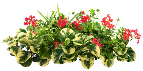 Cut out red flowers. Flower bed isolated on transparent backgroundl. Bush for garden design or landscaping