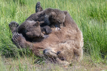 Nursing Brown Bear Cubs