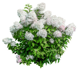 Cut out hydrangea. White flowers isolated on transparent background. Bush for garden design or landscaping