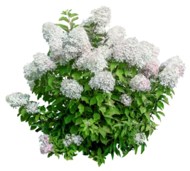 Gordijnen Cut out hydrangea. White flowers isolated on transparent background. Bush for garden design or landscaping © Kimo