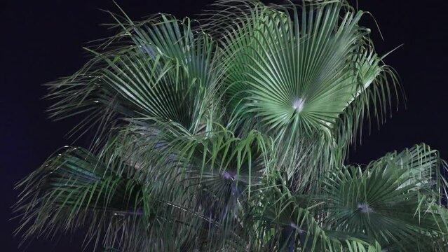 Close up of tropical green leaves on a background of black night sky.