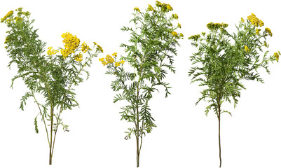 Wild plants and yellow flowers in summer isolated on transparent background