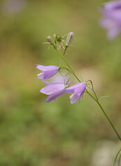 Flora of Finland - harebell, Campanula rotundifolia, natural macro background