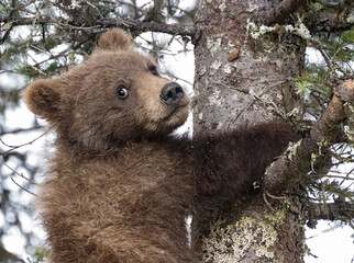 Cute Brown Bear Cub Tree Climbing © Betty Sederquist