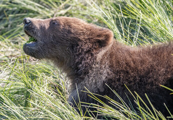 Brown Bear Cub in Deep Grass © Betty Sederquist