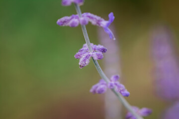 Beautiful blue lavender flowers in the garden