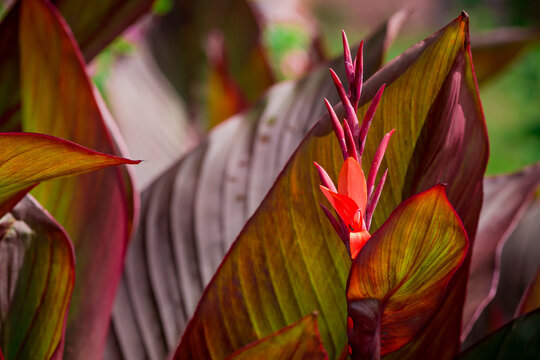 Beautiful canna lily plant leaf texture