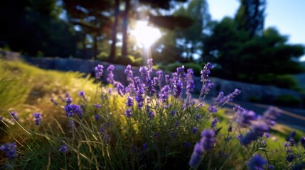 Lavender flowers in the garden at sunset. Selective focus. Mother's day concept with a copy space. Valentine day concept with a copy space. Greeting Card Concept.